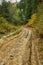 Country road through the forest with large muddy puddles after rain