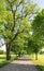 Country road with fresh sprouting trees at springtime