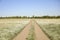 Country road going through beautiful chamomile field  on day