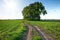 Country road through green fields