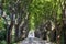 Country road among huge arch shaped sycamore trees in Provence, France.