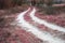 Country road infrared