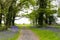 Country Road Leading Through Lush Bluebell Forest in Ireland