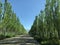 A country road line with poplar tree