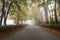 Country road lined with deciduous trees shrouded in morning fog in autumn