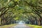 Country Road Lined with Oaks