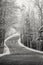 Country Road lined with Snow-covered Trees