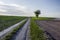 A country road through meadows and fields and a lonely tree in the distance