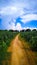 Country road through millet plants field in clouds