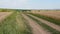 Country road near the wheat field