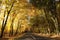 country road among oak trees in the autumn forest rural autumnal woods on a sunny october day yellow leaves branches of backlit by