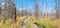 Country road passing through rows of leafless birch trees