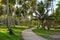 Country road through plantation of coconut trees.