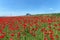 Country road and Poppy fields