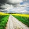 Country road with rapeseed field