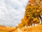 Country road. A row of yellow trees grows on the roadside. Autumn landscape