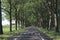 Country road with rows of poplar trees on both sides at Boskoop in the Netherlands.