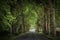 Country road running through tree alley