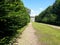 Country road running through tree alley in a beautiful summer day