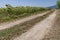 A country road runs alongside a field of sunflowers with the land made parched by the prolonged drought