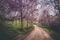 The country road in Sakura forest.