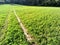 Country road through the shamrock field