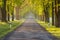 Country road in spring