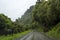 Country road with stunning landscape with foggy forest and wild horses