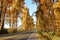 Country Road and Tall Deciduous Fall Trees