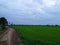 Country road thailand tree beatifull rice mountian green field lake