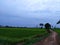 Country road thailand tree beatifull rice mountian green field lake