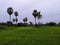 Country road thailand tree beatifull rice mountian green field lake