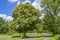 country road to a big, old tree standing at a junction under blue sky in Lower Saxony, Germany