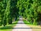 Country road tree alley in beautiful park