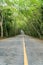 Country Road with tree lined, tree tunnel