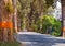 Country road tunnel of green trees on sunlight with shadow on street in Amphoe Saraphi Chiang Mai city of Thailand.