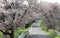 A country road under the archway of beautiful sakura cherry blossoms in the rural area of Maniwa City