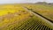 Country road through the vineyards in fall colors, aerial view