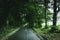 Country road wet after rain with trees on both sides in rural Cumbria,UK