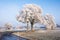 Country road in a winter landscape with frosted trees