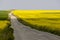 Country road between yellow rapeseed fields