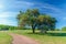 Country Roads, Blue Skies and Oak Trees