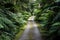 Country rural winding road surrounded by lush green ferns, trees and moss covered verge