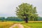 Country sandy road with tree