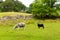 Country scene sheep in field Seatoller Borrowdale Valley Lake District Cumbria England UK