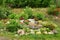 Country stone garden with geraniums