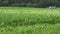 Country tractor fertilize corn field farm at summer season. 4K