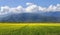 Country view, daylily field