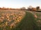 country walkway white sky autumn field dedham