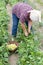 Country woman harvesting yellow bean